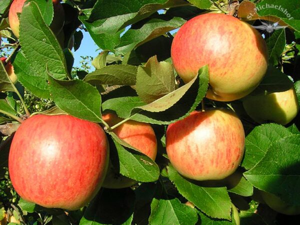 Äpfel "Topaz"