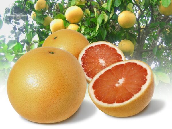 Grapefruit, rot – Bild 2