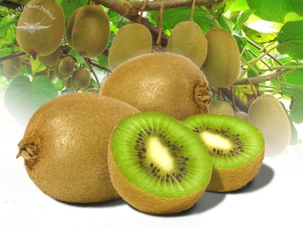 Kiwi – Bild 2