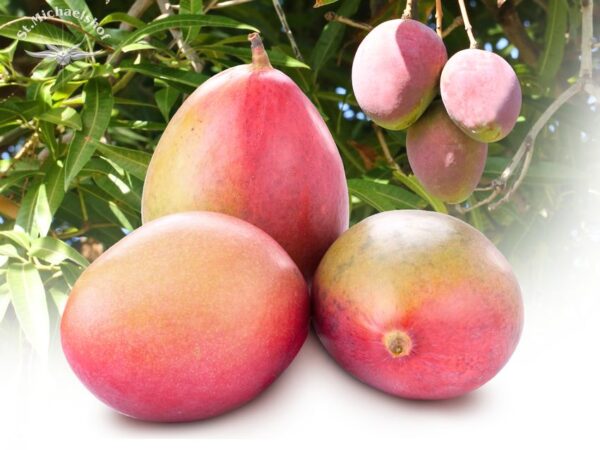 Mango – Bild 2