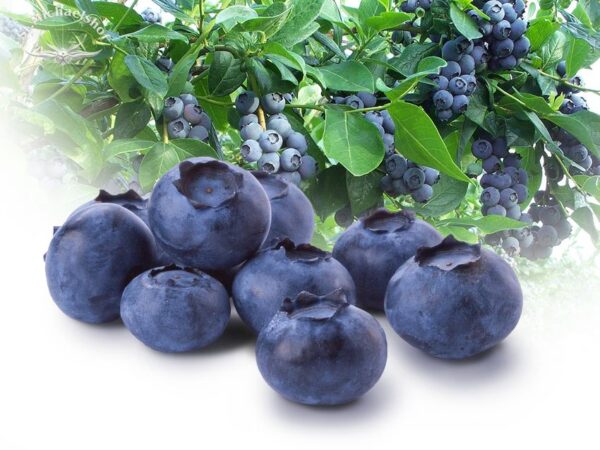 Heidelbeeren – Bild 2
