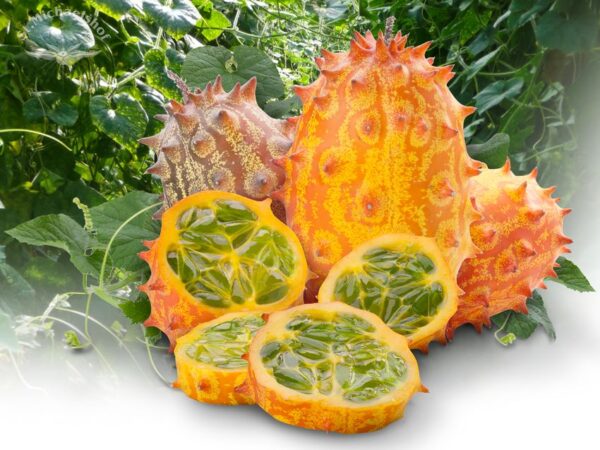Kiwano - die Bio Frucht – Bild 2