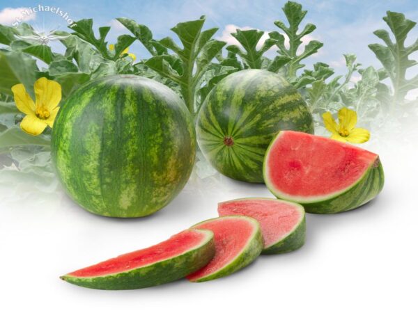Wassermelone – Bild 2