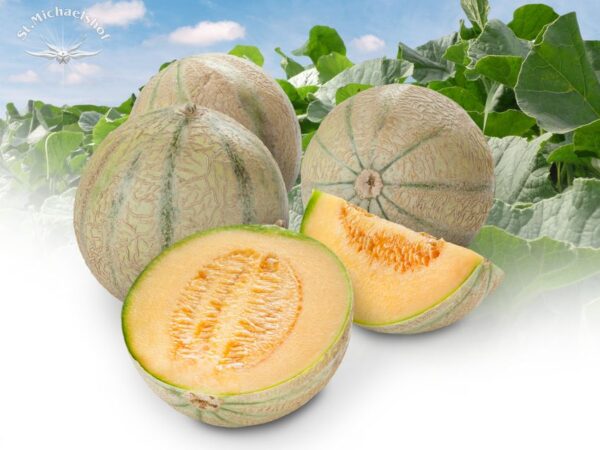 Honigmelone – Bild 2