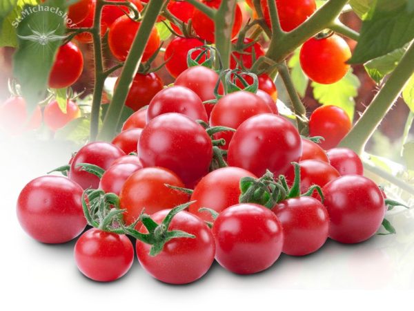 Cocktailtomaten – Bild 2