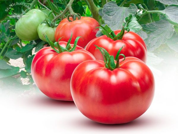 Fleischtomate – Bild 2