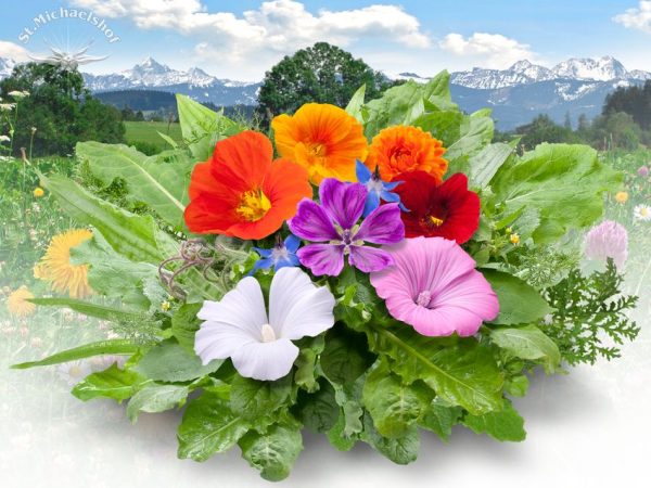 Wildkräuter Salat – Bild 2