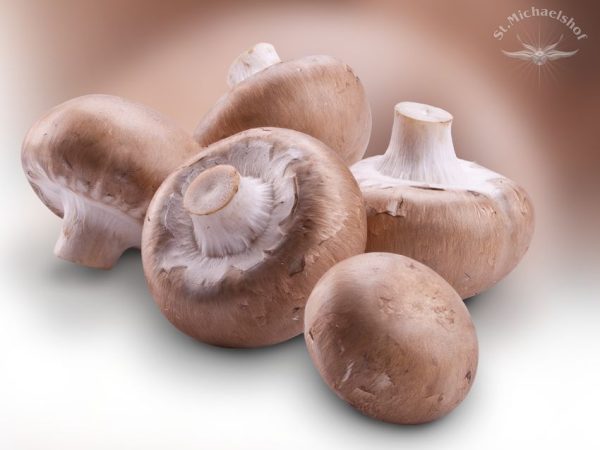 Steinchampignons