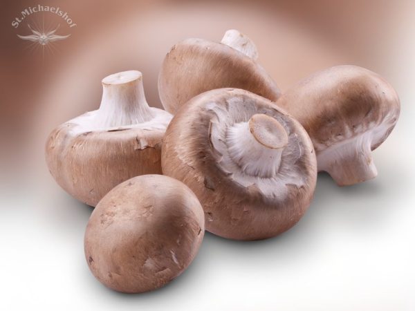 Steinchampignons – Bild 2