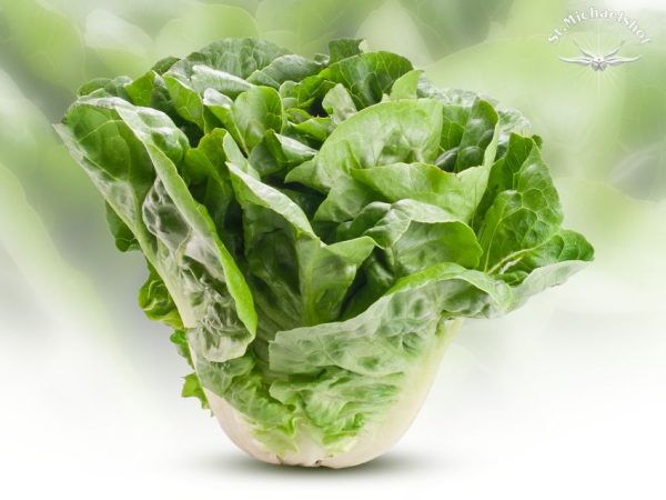 Romana-Salat – Bild 2