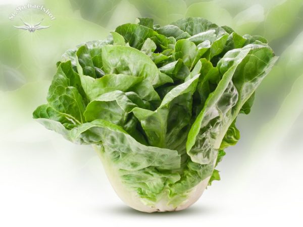 Romana-Salat
