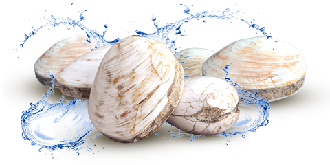 Versteinerte Muscheln