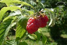 Himbeeren